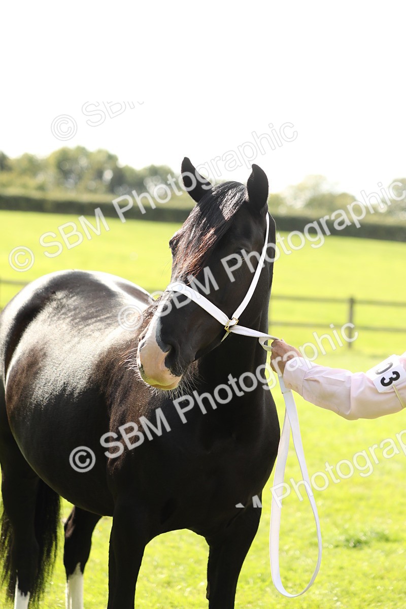 SBM_65509 - S47 - Mountain & Moorland In Hand Large Breeds