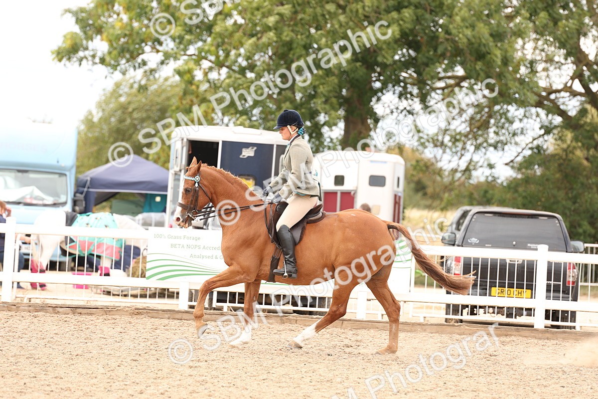 SBM_17343 - Class 214 - Ridden Hack Riding Horse