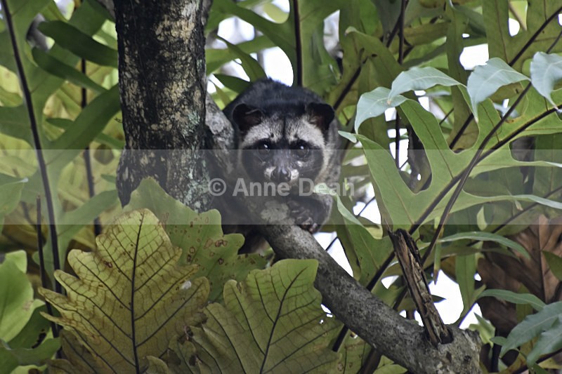 Just checking everything is safe ... - Singapore and Kuala Lumpur (including some wildlife)