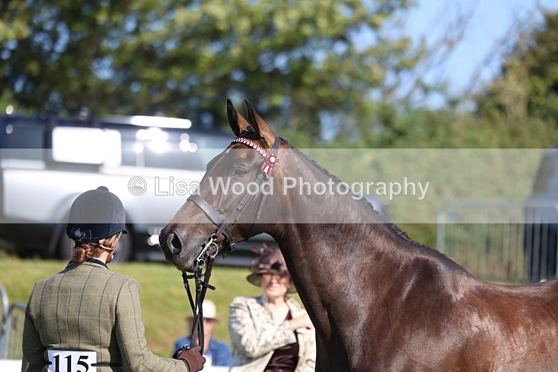 3E7A5703 - Class 2: Rising Star Large Hack/Riding Horse