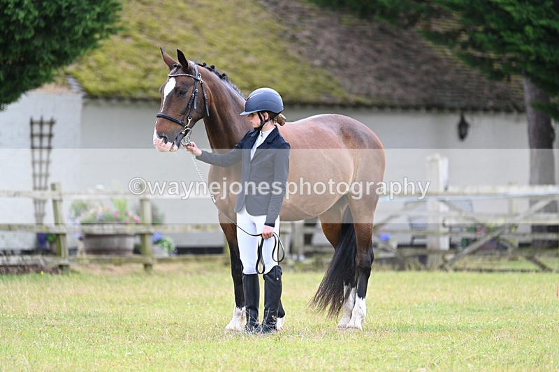 WJ7_7052 - Class 5a Most Handsome Gelding in Hand