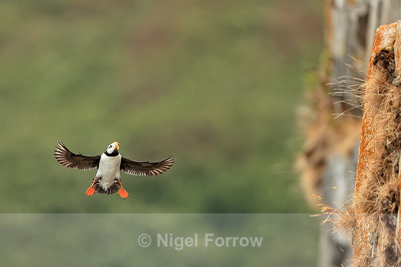 Horned Puffin approaches cliff face, Duck Island, Alaska - Horned Puffin
