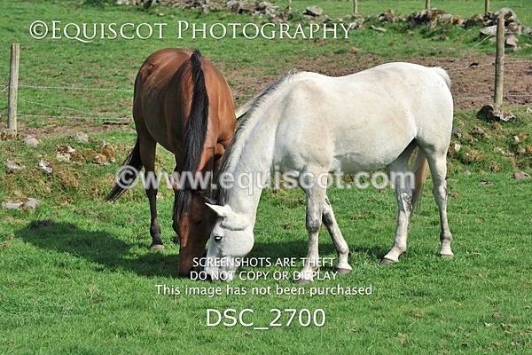 DSC_2700 - ARCHIVE REQUEST - Quincy and Guinness