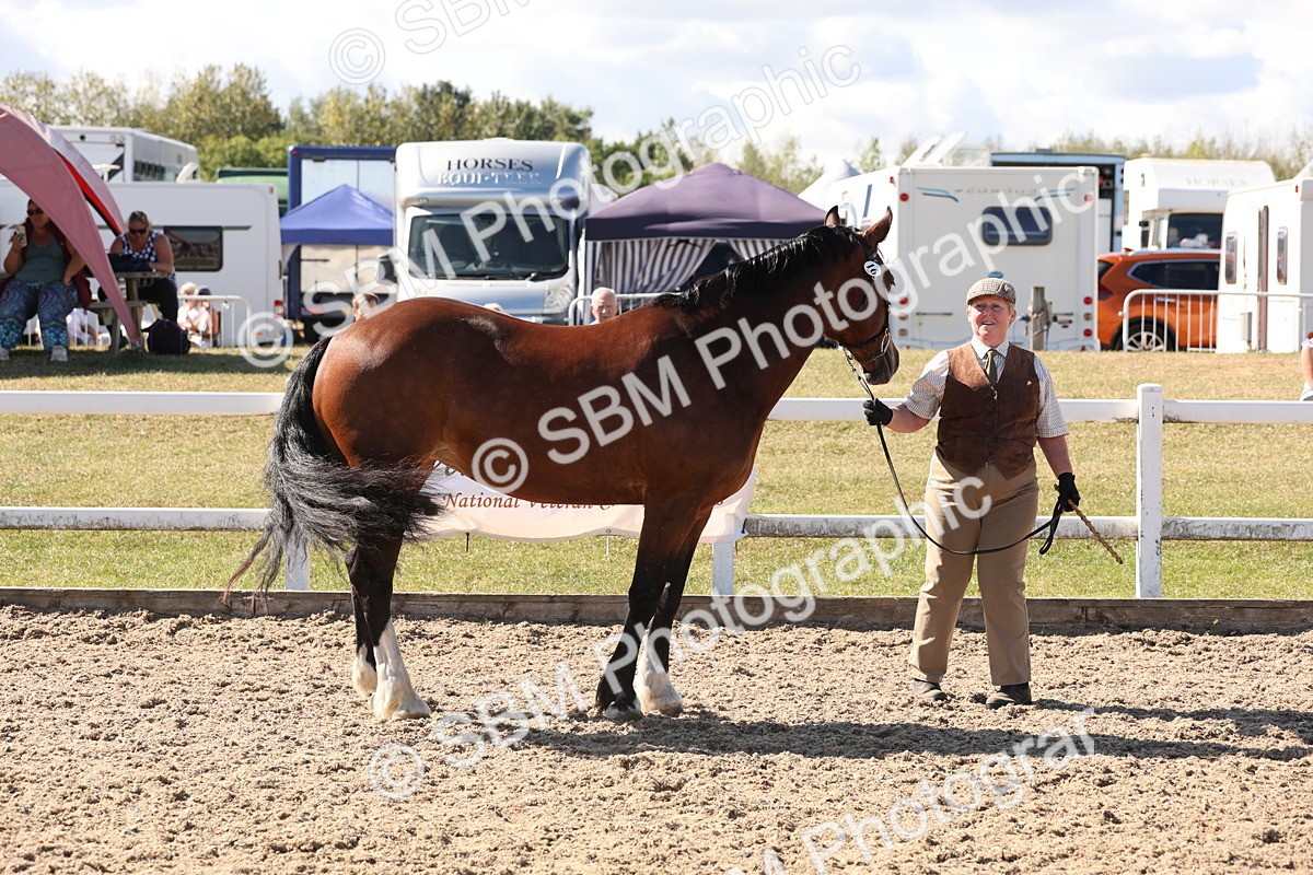 SBM_13915 - Class 205 - IH Show Pony - Show Hunter Pony