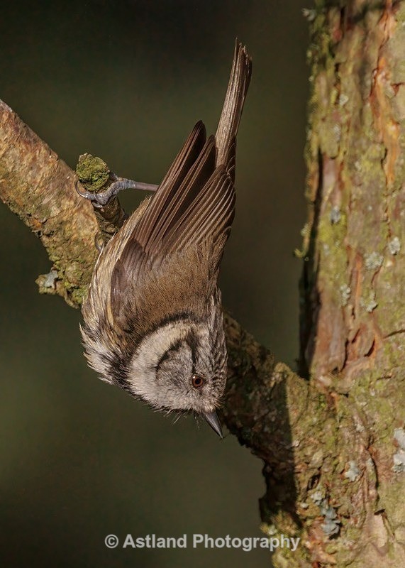 Crested Tit - Latest Images