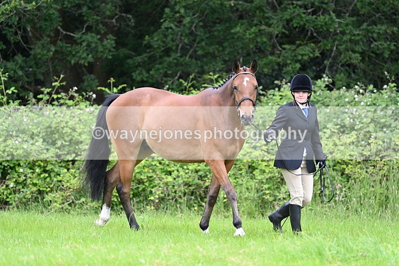 WJ7_3795 - Class 14A Handsome Gelding