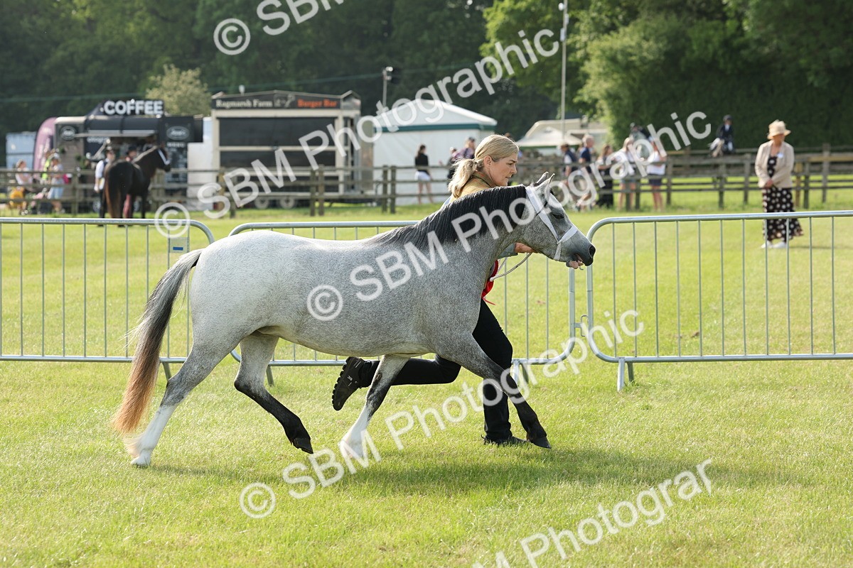 SBM_00627 - Class 6-13 - Mountatin and Moorland In Hand Welsh Breeds