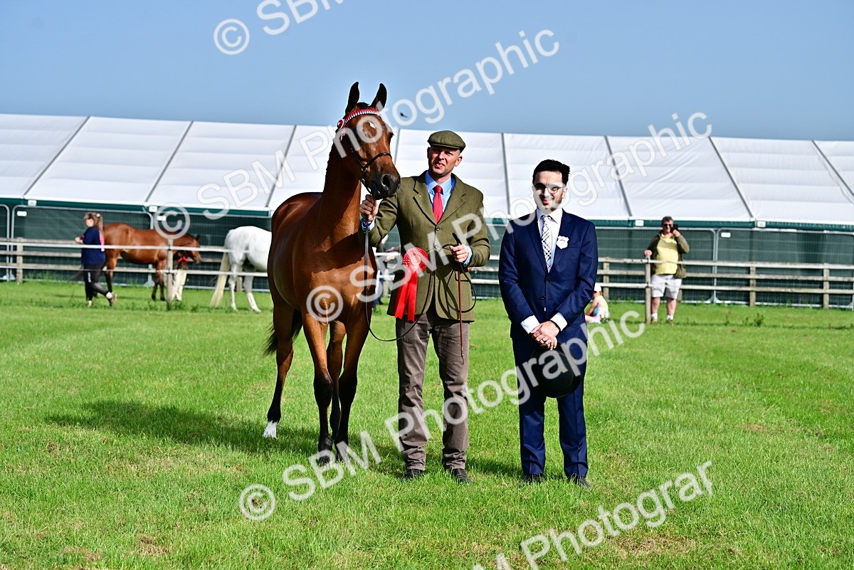 SBM_00112 - Class 46-49 - Arab and Part Bed-Anglo Arab In Hand