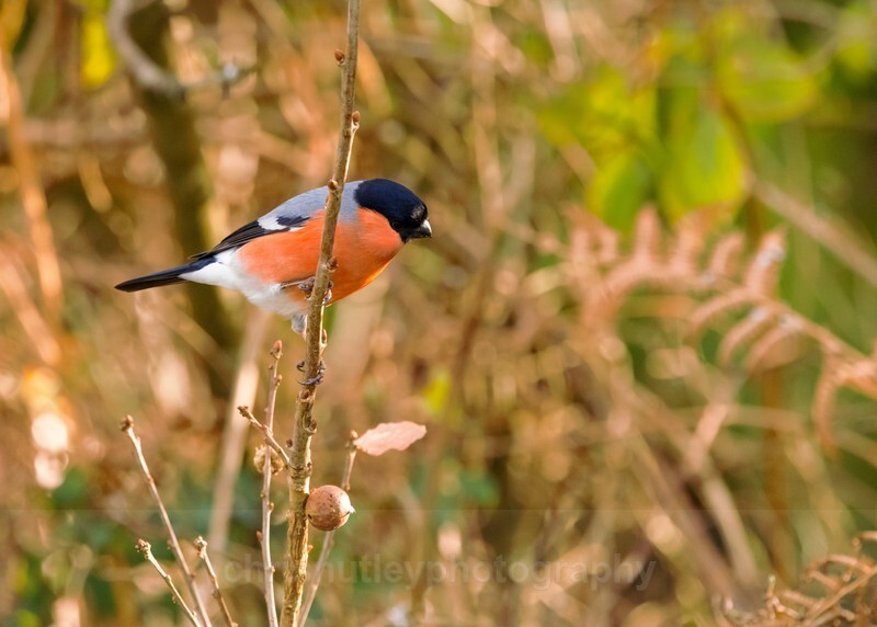  - Birds of Britain and Europe