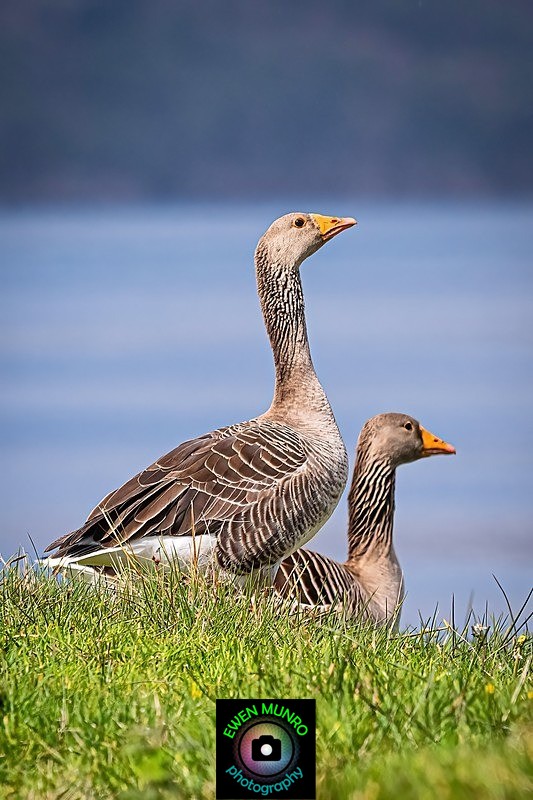 BBW-17-Greylag Geese by Duart Castle - Water-based Birds