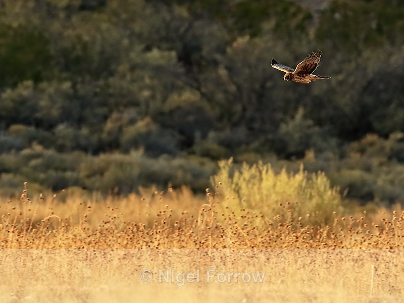 Northern Harrier hunting, late afternoon, Bosque del Apache - Northern Harrier