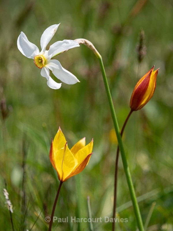 Wild Tulips (Tulipa sylvestris ssp australis) growing with Poet's Narcissus (Narcissus poeticus - Wild Flowers - 2