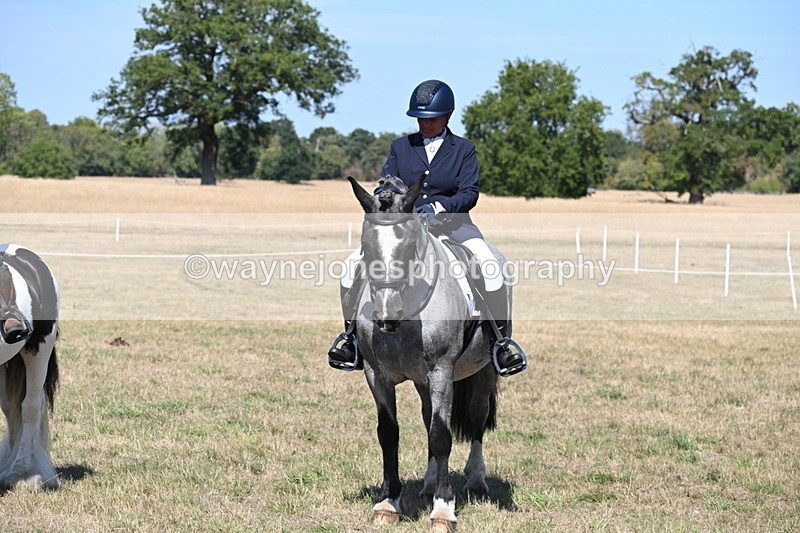 WJ6_9071 - Class 38 Ridden Riding Horse/Pony