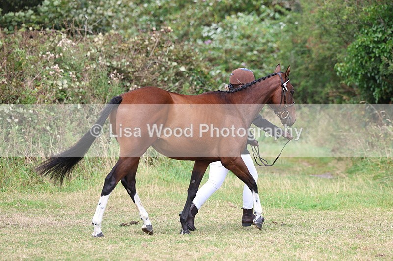 3E7A5511 - Class 20: Sports Horse In Hand