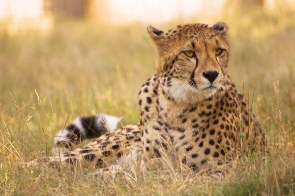 Cheetah 1 - Wildlife