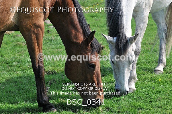 DSC_0341 - ARCHIVE REQUEST - Quincy and Guinness