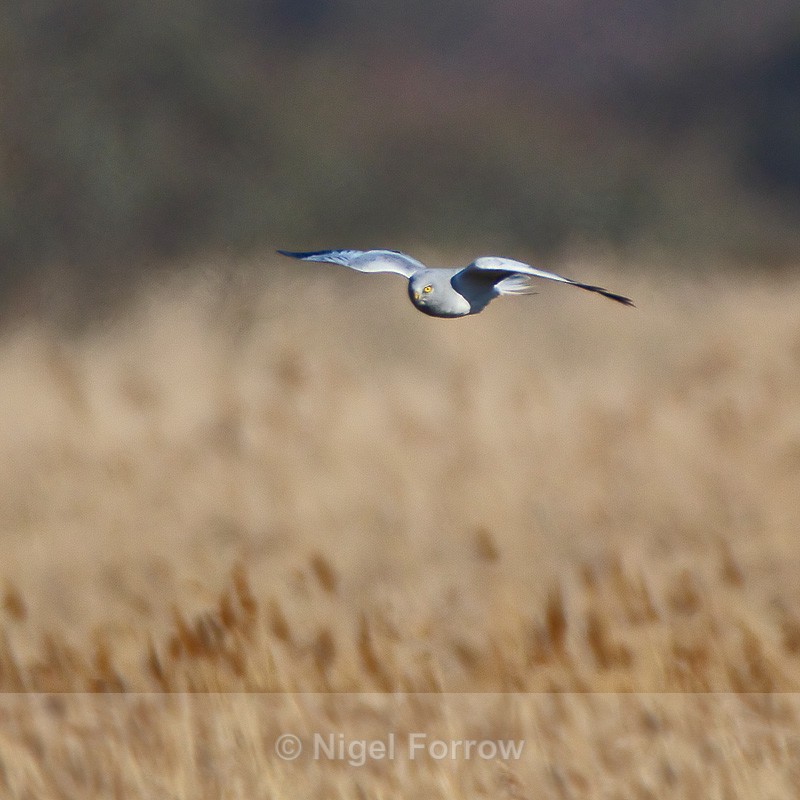 Hen Harrier (male) hunting over the reeds - Hen Harrier