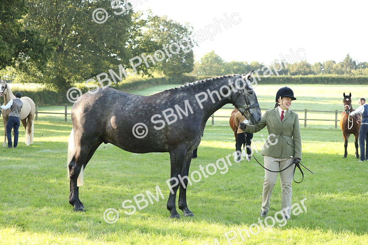 SBM_57951 - S42 - Youngstock