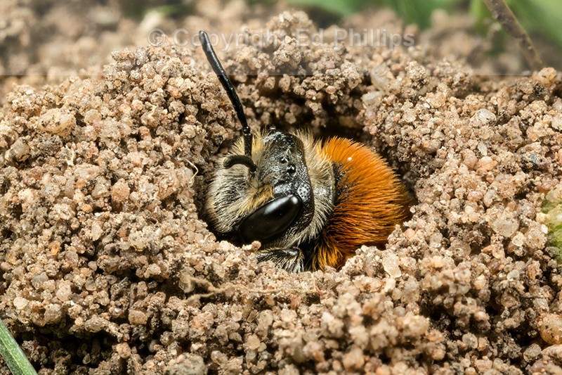 Andrena haemorrhoa (f)