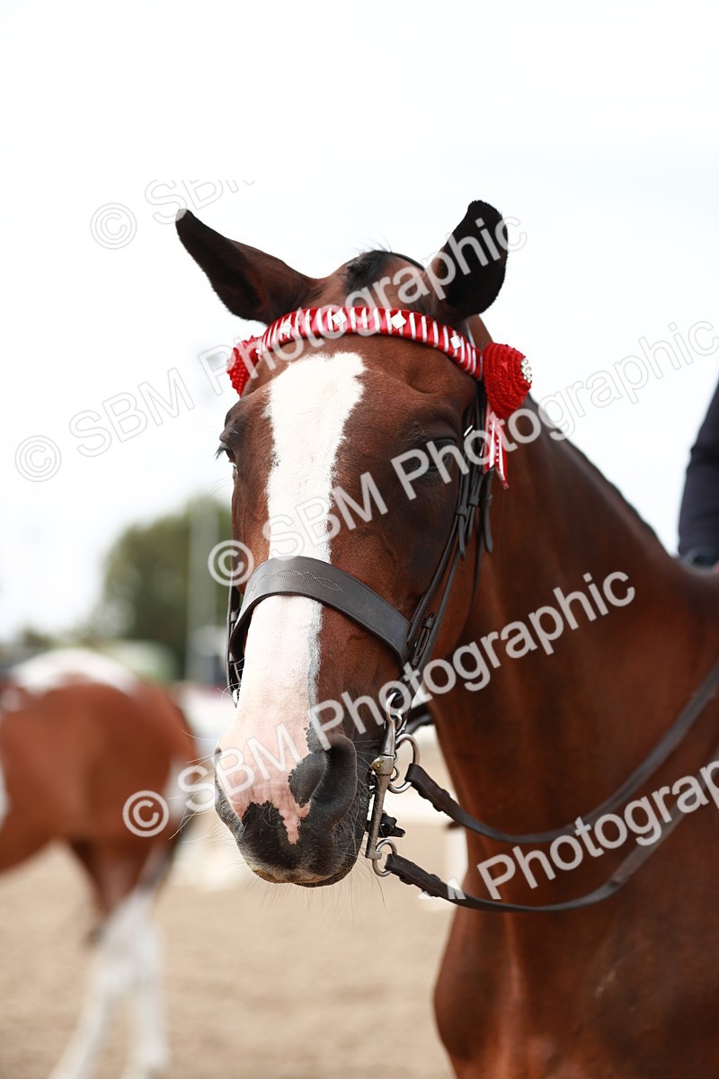 SBM_17579 - Class 215 Ridden Hack/ Riding Horse