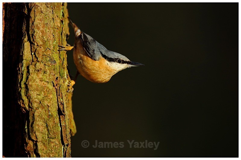 Nuthatch 1 - British Birds