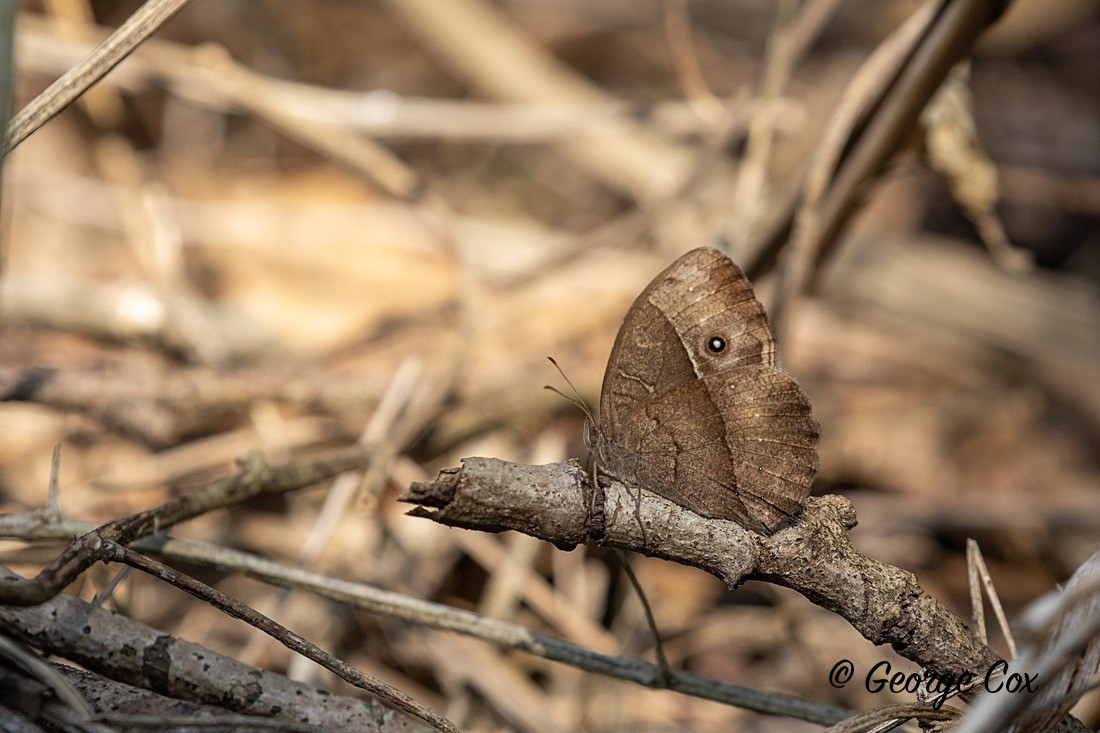 Butterfly Squinting Bush Brown - South Africa - Limpopo