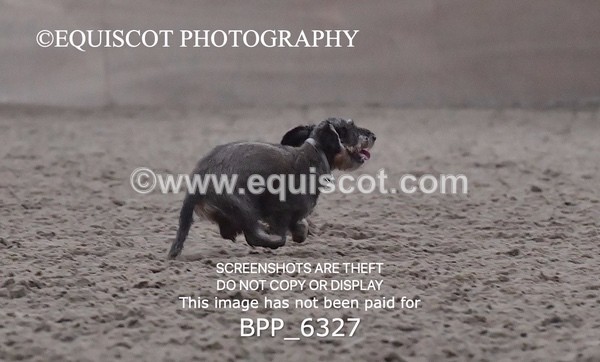 BPP_6327 - CARLA DOGS