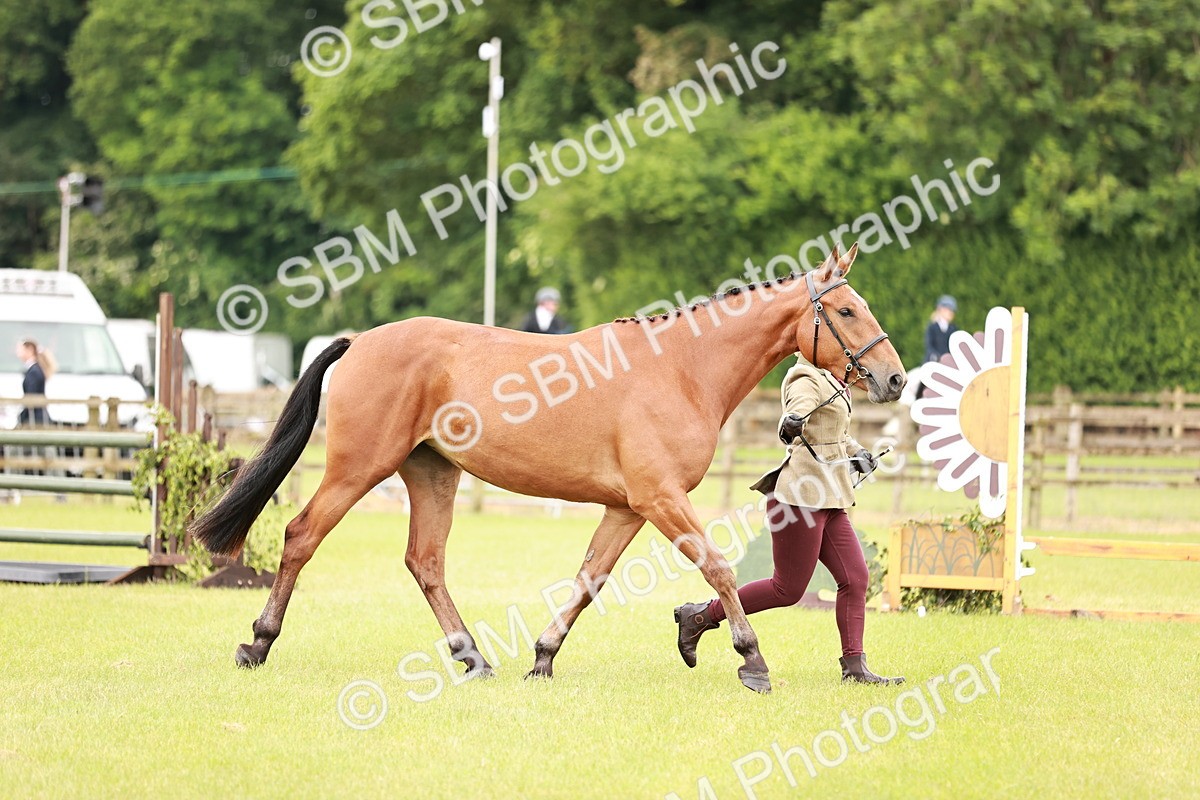 SBM_00787 - Class 26-30 Sport Horse In Hand
