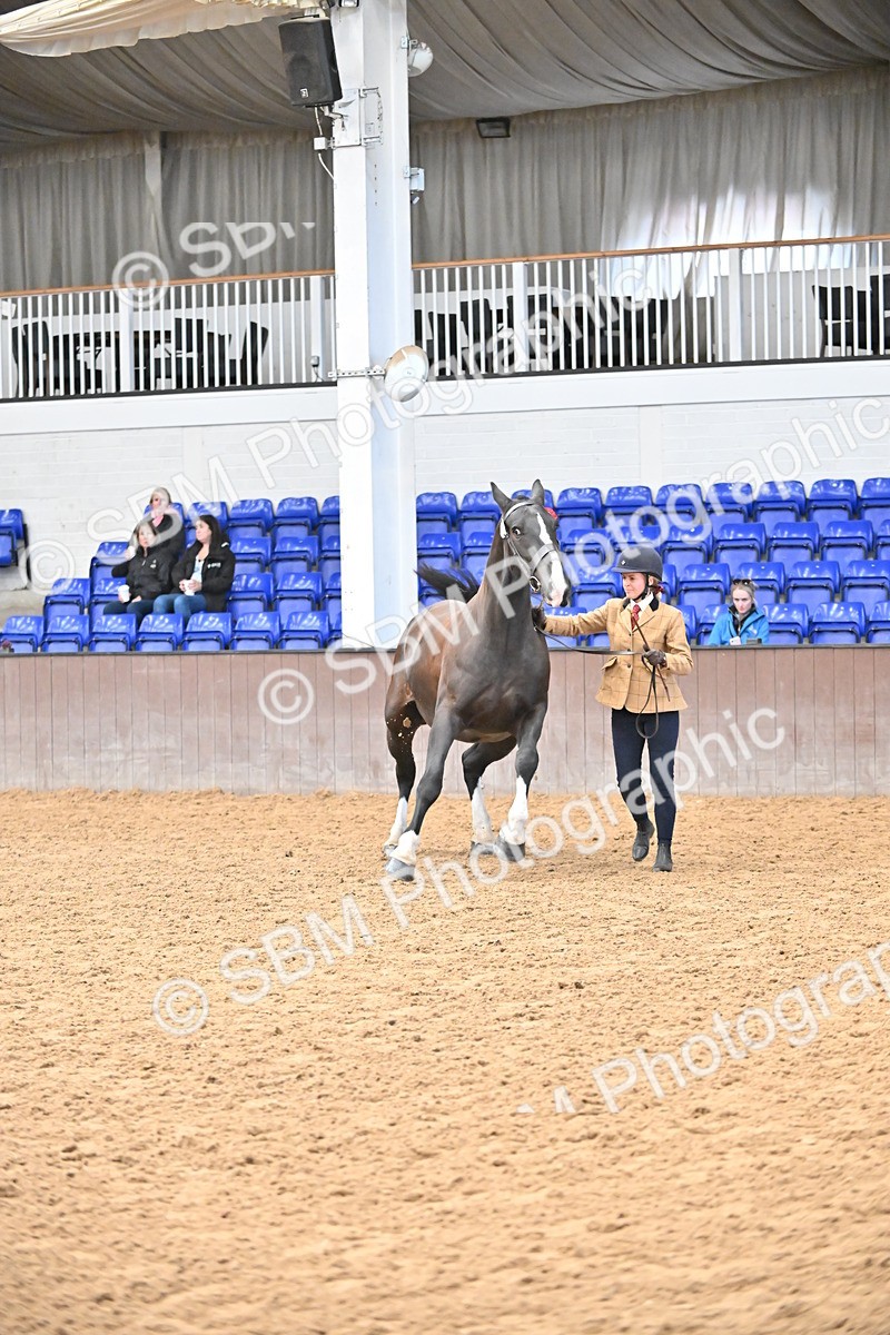 SBM_000756 - Class 16 - In Hand Showing Supreme Championships