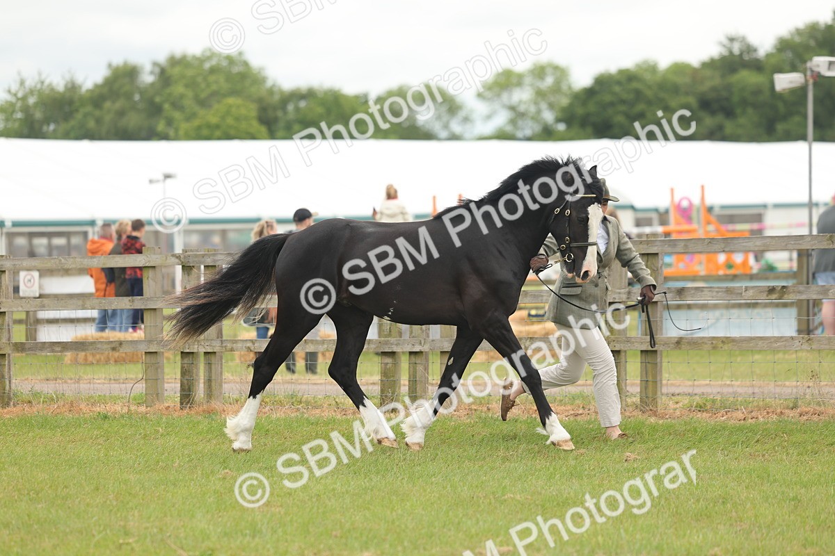 SBM_04805 - Class 50-57 - M&M Welsh Pony In Hand