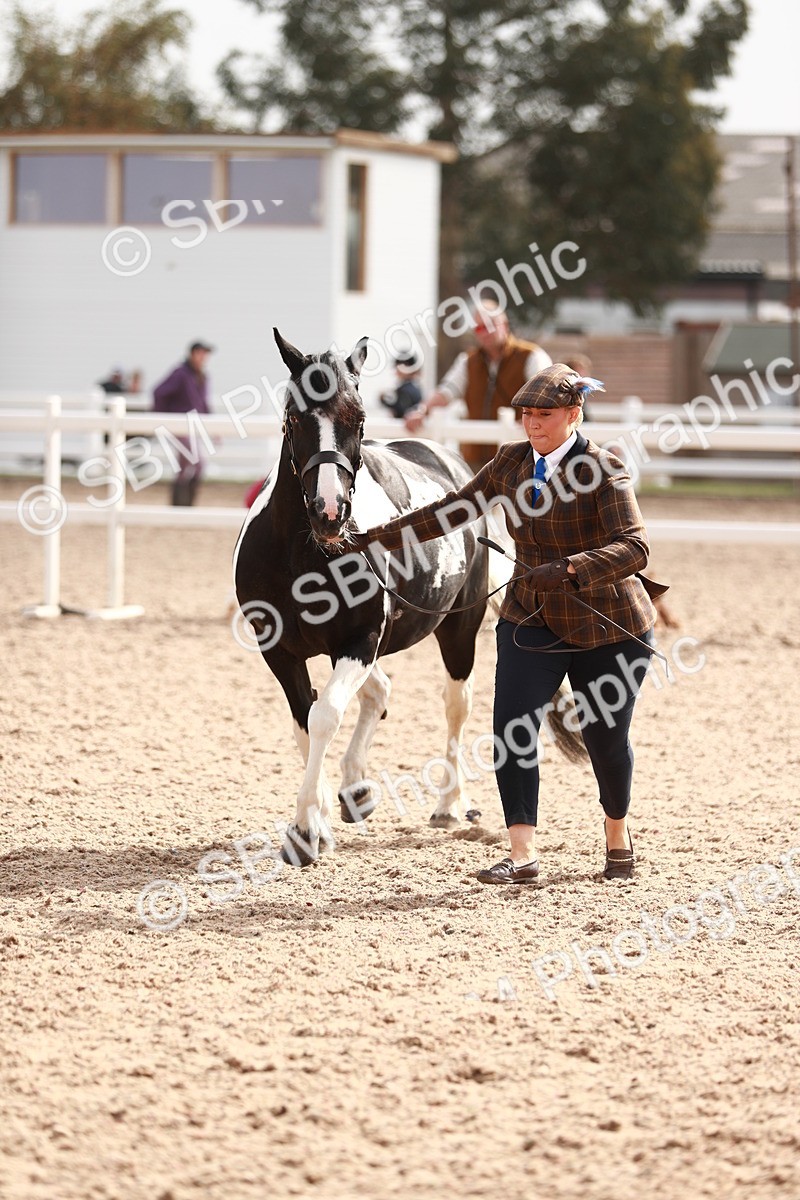 SBM_11840 - Class 206 IH Non Show Type Pony