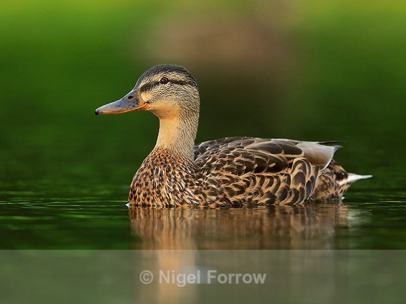 Mallard (female) at Rothiemurchus, Aviemore - Mallard
