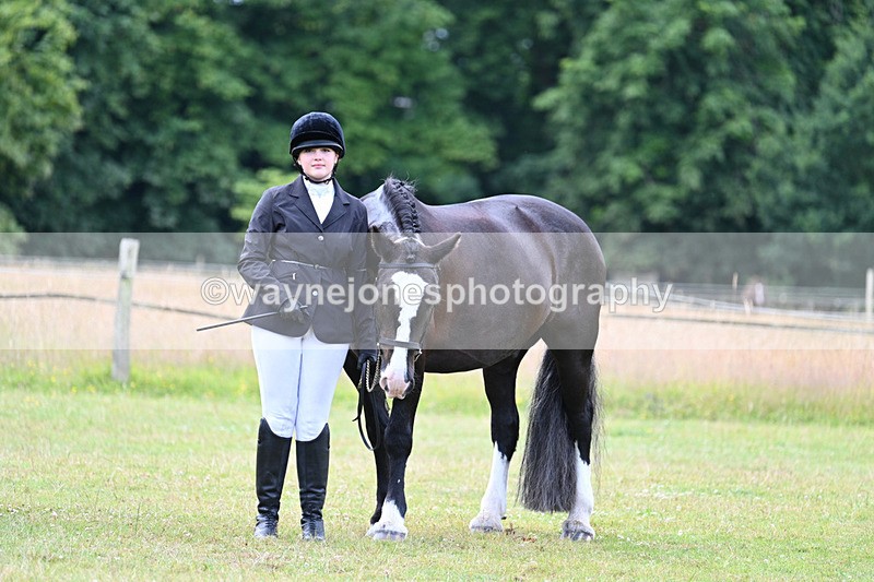 WJ7_7143 - Class 5a Most Handsome Gelding in Hand
