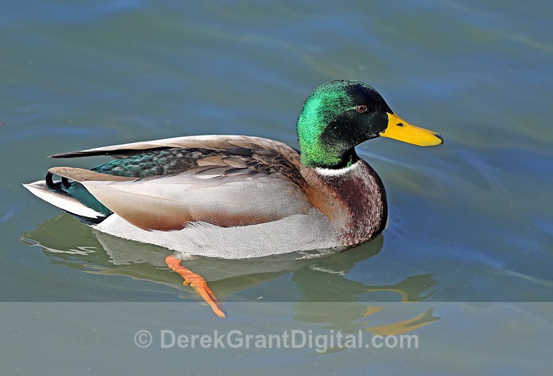 Male Mallard in Paddle Mode - Birds of Atlantic Canada
