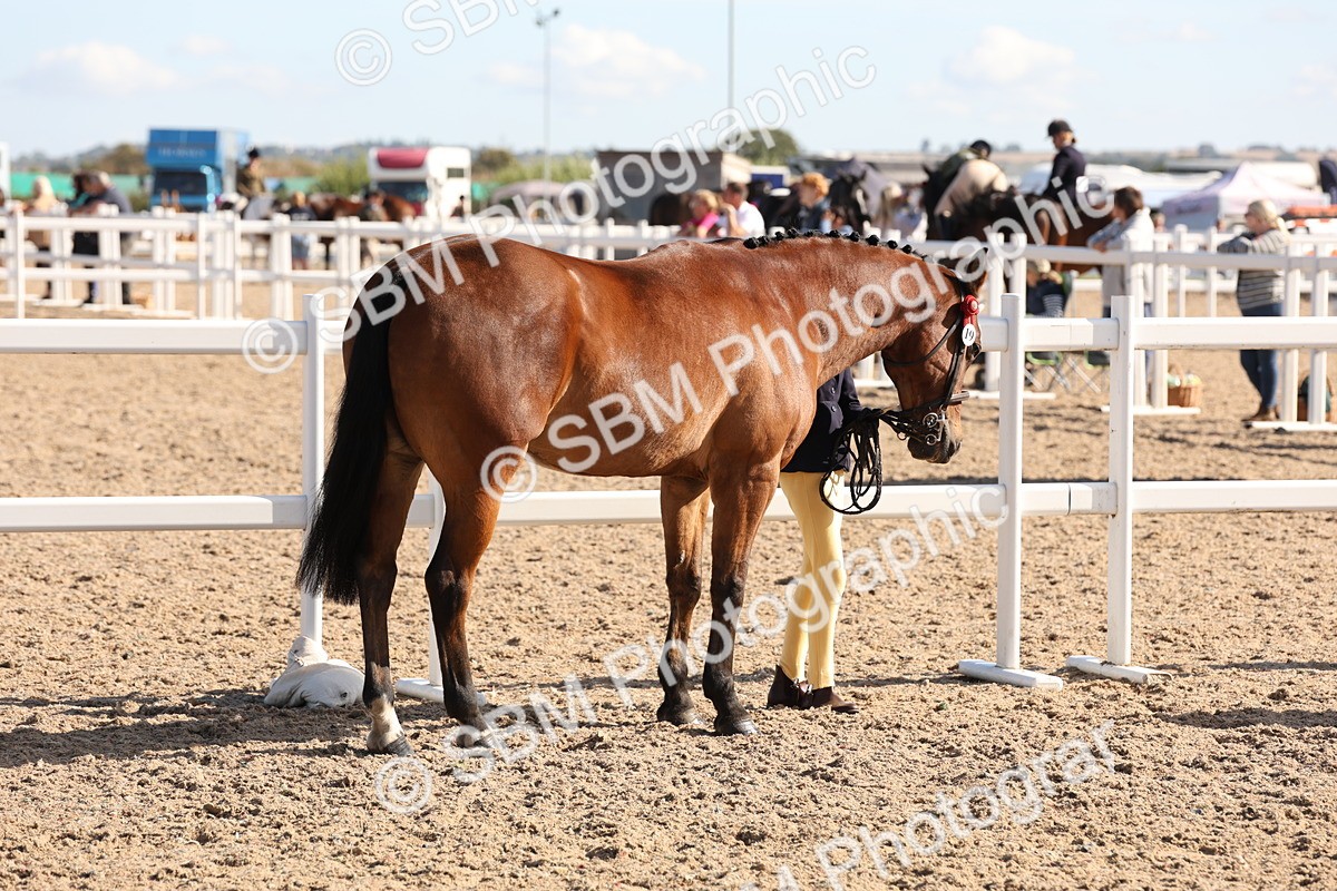 SBM_12810 - Class 205 - IH Show Pony - Show Hunter Pony
