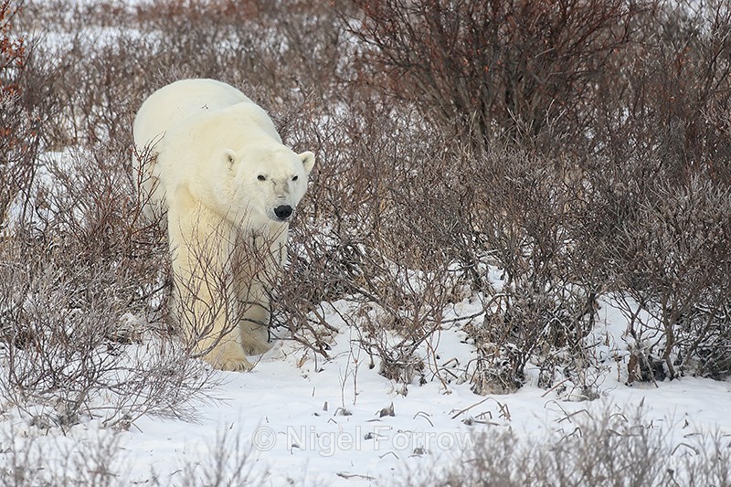 Polar Bear moving through willow, Churchill, Canada - Polar Bear