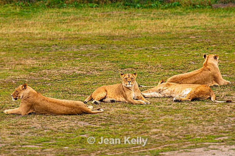 Lions - DSC_0447 - Cats