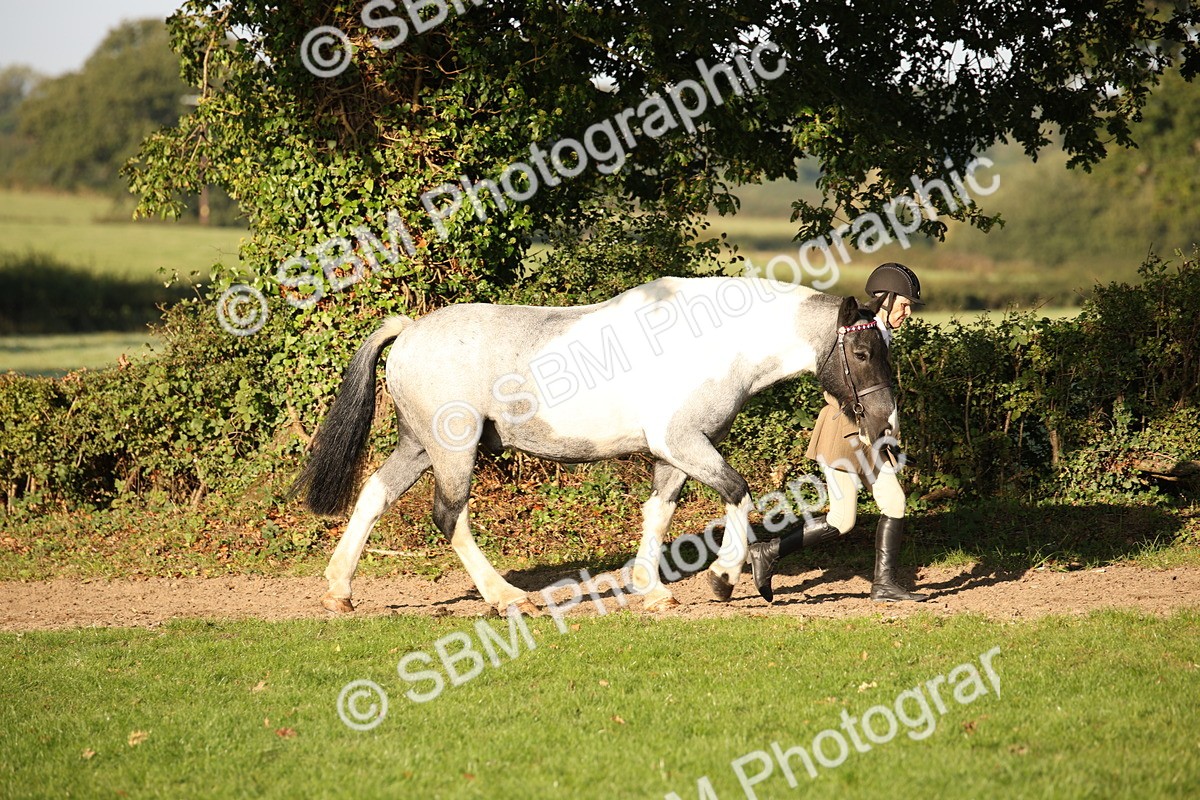 SBM_58648 - S51 - Piebald & Skewbald Horse In Hand