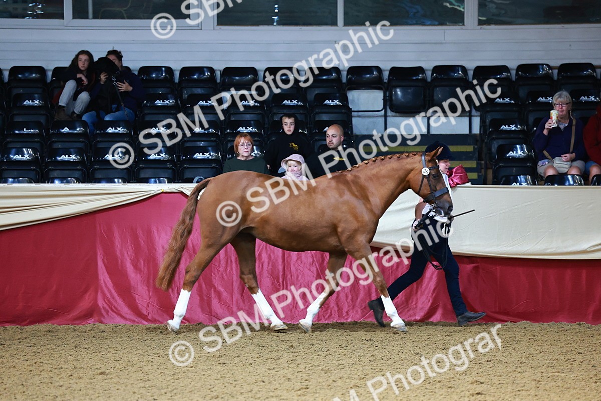 SBM_21725 - Class 901 - Supreme Final - IH  Diamond