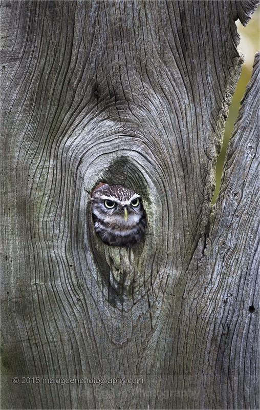 Little Owl - Flora & Fauna