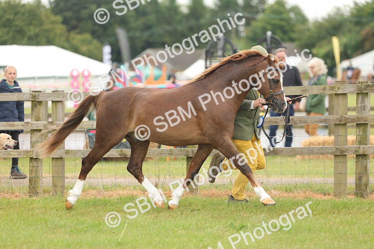 SBM_02287 - Class 50-57 - M&M Welsh Pony In Hand