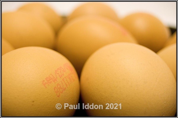 Eggs is Eggs. - Creative