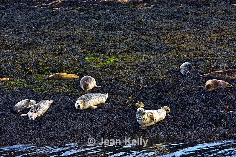 Seals on Loch Linnhe - DSC_9145_00090 - Sea Lions and Seals