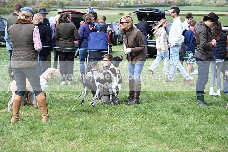 WJ6_8728 - Class 8 Best Working / Gun Dog or Bitch