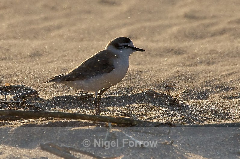 White-fronted Plover sand-blasted on the beach! - White-fronted Plover