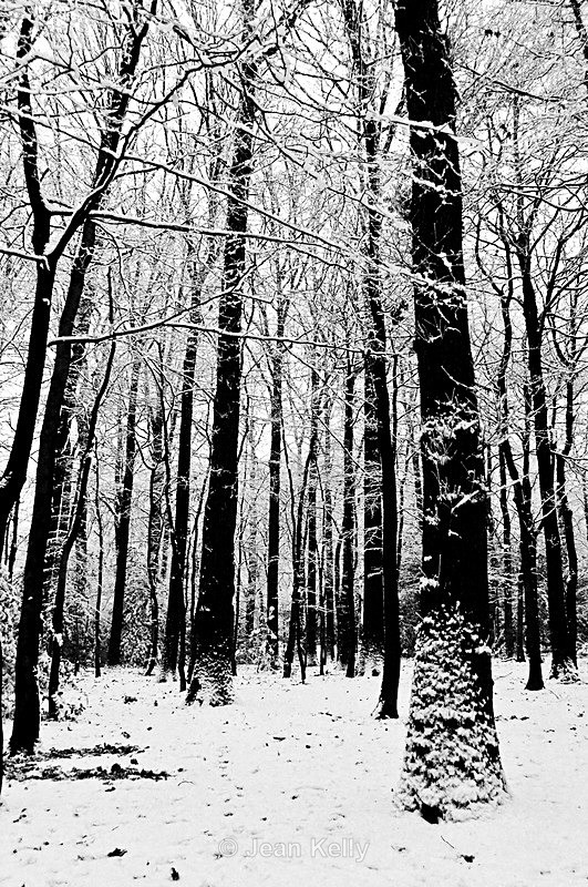Tree - 0711 bw - Trees