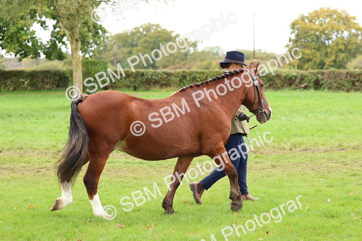 SBM_41690 - S26 - Mature Veteran In Hand