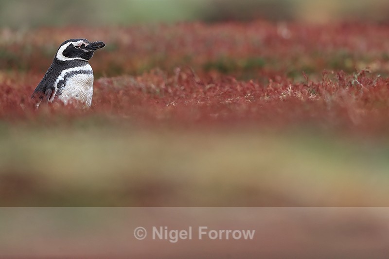 Magellanic Penguin standing outside burrow, Sea Lion Island, Falklands - Magellanic Penguin