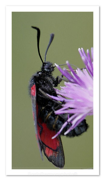Burnet Moth - Invertebrate's Macro