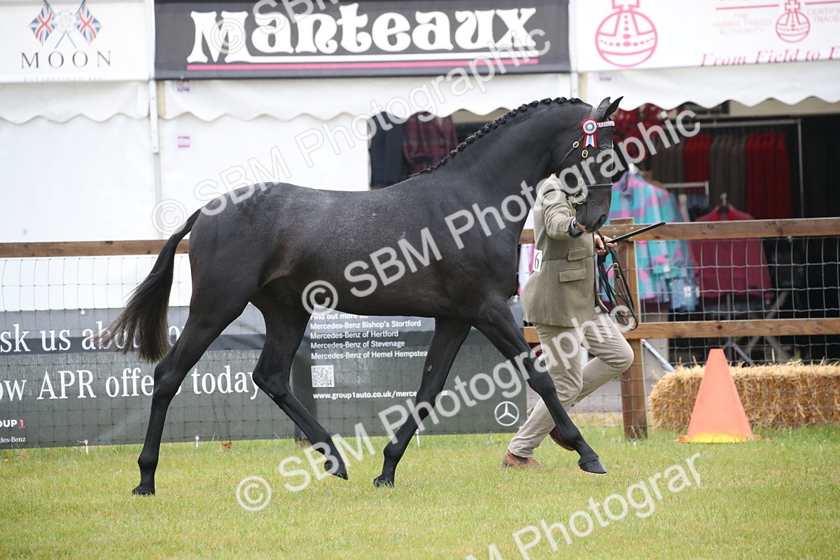 SBM_00040 - Class 17-20 - Arab & Part Bred - Anglo Arab In Hand